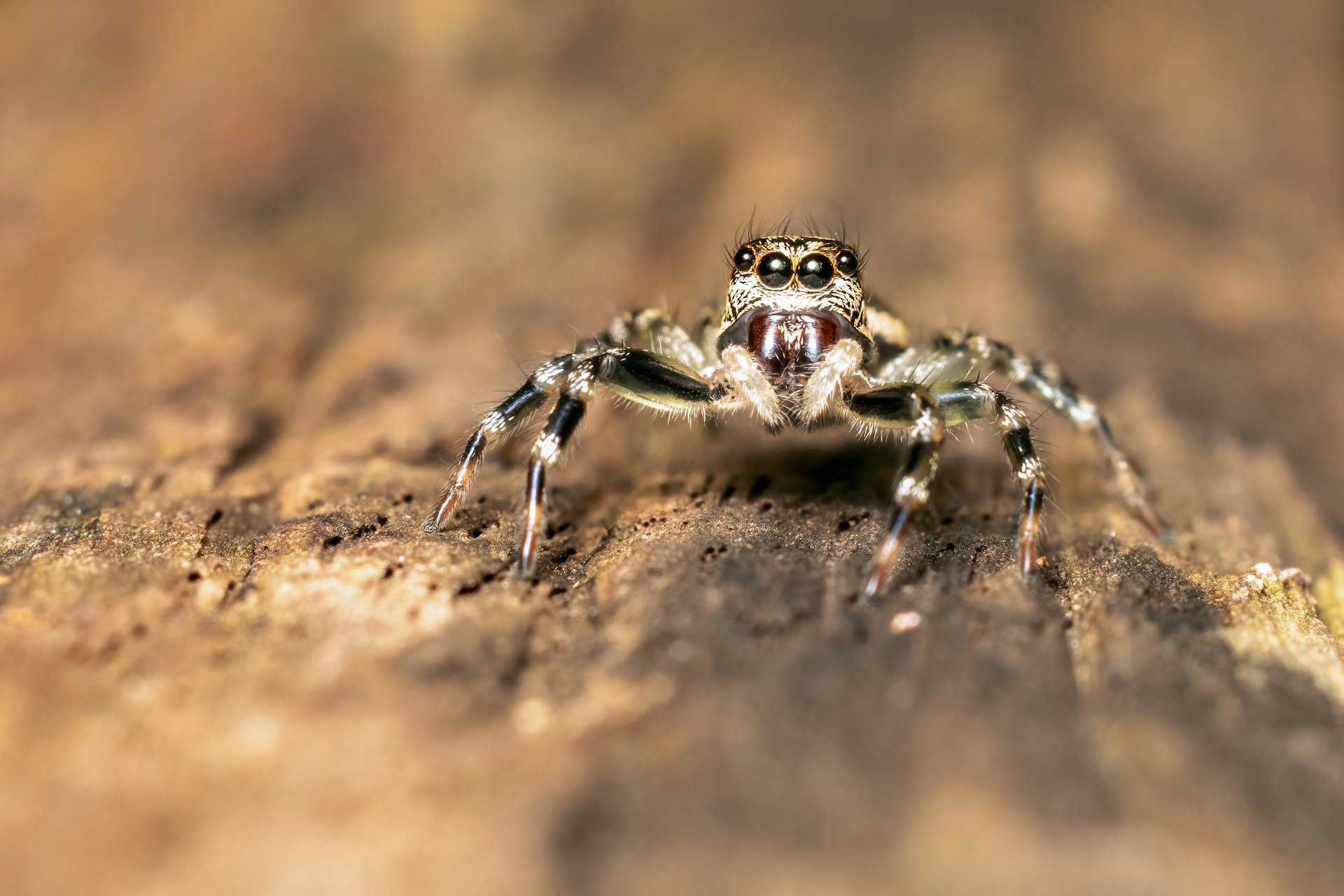 Jumping spider close-up